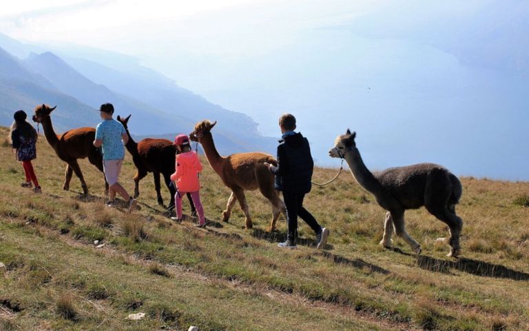 Trekking Alpaca Gardameer met kinderen 